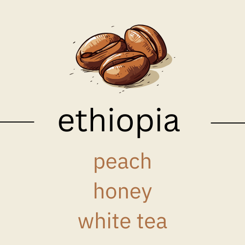 The Routine Comfort - Ethiopia Hambela Benti (very light roast)