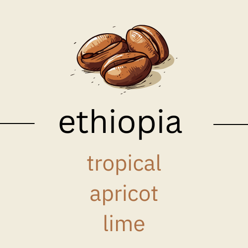 The Profound Adventure - Ethiopia Alo Coffee Bona Zuria (very light roast)